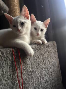 Blanche -  Domestic Medium Hair Cat for Adoption in Derry, New Hampshire - Blanche | PetCurious