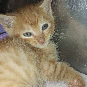 Creamsicle -  Domestic Short Hair Cat for Adoption in Valley, Alabama - Creamsicle | PetCurious