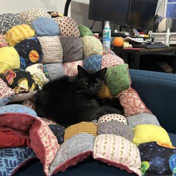Violet -  Domestic Short Hair Cat for Adoption in Saratoga Springs, New York - Violet | PetCurious