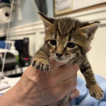 Baretta -  Domestic Medium Hair Cat Available for Adoption in Greensboro, Georgia - Baretta | PetCurious