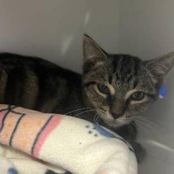 Kermit -  Domestic Short Hair Cat for Adoption in Cedar Rapids, Iowa - Kermit | PetCurious