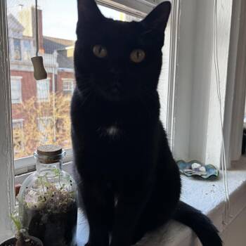 Domestic Short Hair Cats Available for Adoption - Bilie | PetCurious