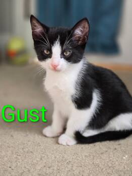 Rescue Domestic Short Hair Cats for Adoption in Fitchburg, Massachusetts - Gust | PetCurious