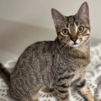 MINUE -  Tabby Cat for Adoption in Delhi, Ontario - MINUE | PetCurious