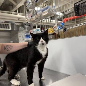 Domestic Short Hair Cats Available for Adoption in New York, New York - Jester | PetCurious