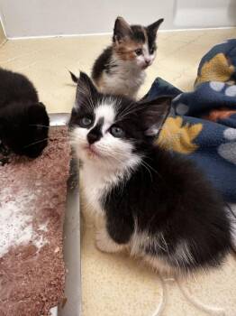 Cat -  Domestic Short Hair Cat for Adoption in Greensboro, North Carolina - Cat | PetCurious
