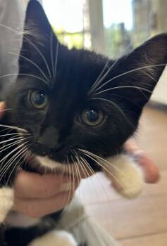 Rescue Domestic Short Hair Cats for Adoption in Ojai, California - PATRICE | PetCurious