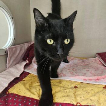 Onyx -  Domestic Short Hair Cat for Adoption in Conway, New Hampshire - Onyx | PetCurious