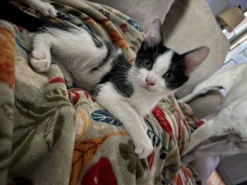 Oreo -  Domestic Short Hair Cat for Adoption in Shorewood, Illinois - Oreo | PetCurious