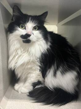 Missi -  Domestic Long Hair Cat for Adoption in Viroqua, Wisconsin - Missi | PetCurious
