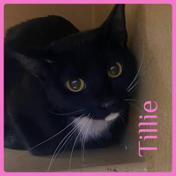 Tuxedo Cats Available for Adoption - TILLIE | PetCurious