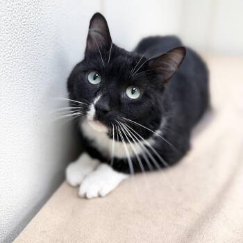 Domestic Short Hair Cats Available for Adoption in Oshkosh, Wisconsin - Minnow - Big Chill, Sweet Potato Loverboy! | PetCurious