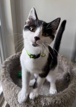 Estel Floyd -  Domestic Short Hair Cat for Adoption in Ashland, Ohio - Estel Floyd | PetCurious