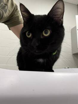 TOOTHLESS -  Domestic Short Hair Cat for Adoption in Indianapolis, Indiana - TOOTHLESS | PetCurious