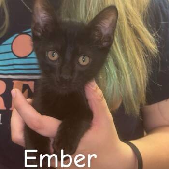 Ember *Meet me at Plymouth Petsmart* -  Domestic Short Hair Cat for Adoption in Buffalo, Minnesota - Ember *Meet Me At Plymouth Petsmart* | PetCurious