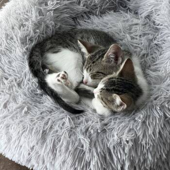 Domestic Short Hair Cats Available for Adoption in Prosper, Texas - Pixie C007557 | PetCurious