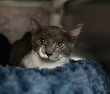 Ricky -  Domestic Short Hair Cat for Adoption in Sherwood, Oregon - Ricky | PetCurious
