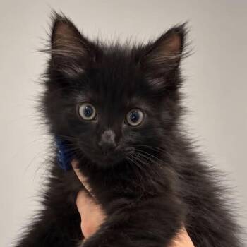 Phantom -  Domestic Long Hair Cat for Adoption in Tampa, Florida - Phantom | PetCurious
