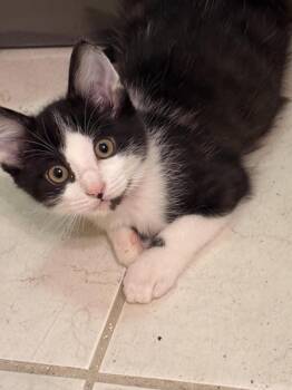 Archie -  Domestic Short Hair Cat for Adoption in Lancaster, California - Archie | PetCurious