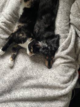 Peaches -  Domestic Short Hair Cat for Adoption in Breinigsville, Pennsylvania - Peaches | PetCurious