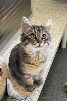 Hercules -  Domestic Medium Hair Cat for Adoption in Lincoln, Nebraska - Hercules | PetCurious