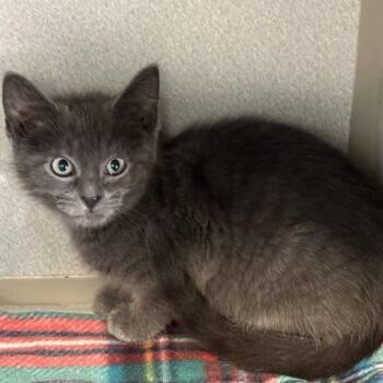 Kirk -  Domestic Short Hair Cat for Adoption in Davenport, Iowa - Kirk | PetCurious