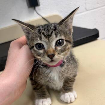 Sandy Paws -  Domestic Short Hair Cat for Adoption in Ardmore, Oklahoma - Sandy Paws | PetCurious