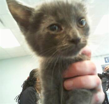 A1266482 -  Domestic Short Hair Cat for Adoption in Charlotte, North Carolina - A1266482 | PetCurious