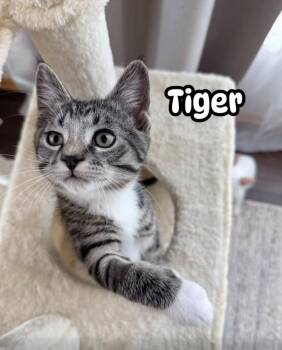 Tiger -  Domestic Short Hair Cat for Adoption in Farmington, Minnesota - Tiger | PetCurious
