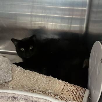 Domestic Medium Hair Cats Available for Adoption in Port Charlotte, Florida - 0487-C26 | PetCurious