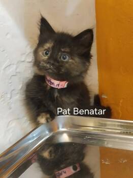Pat Benatar (91810) -  Domestic Short Hair and Tortoiseshell Cat for Adoption in St. George, Utah - Pat Benatar (91810) | PetCurious