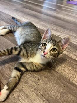 Hopscotch -  Domestic Short Hair Cat for Adoption in Bossier City, Louisiana - Hopscotch | PetCurious