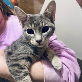 Domestic Short Hair Cats Available for Adoption - Smokey Bandit | PetCurious