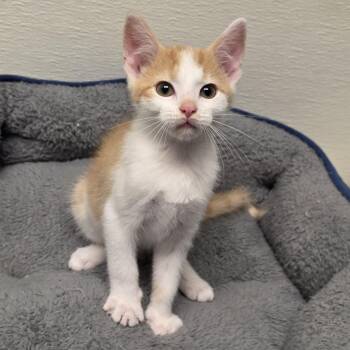 Dude -  Tabby and Domestic Short Hair Cat for Adoption in Greensboro, North Carolina - Dude | PetCurious