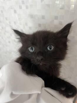 A2478050 -  Domestic Medium Hair Cat for Adoption in Fort Lauderdale, Florida - A2478050 | PetCurious