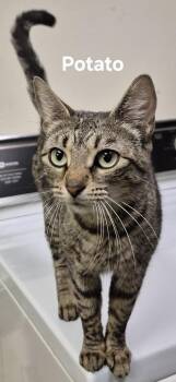Domestic Short Hair Cats Available for Adoption in Kendallville, Indiana - Potato | PetCurious