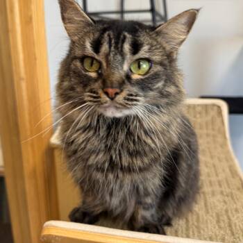Rescue Domestic Long Hair Cats for Adoption in Mokena, Illinois - Bonzai | PetCurious