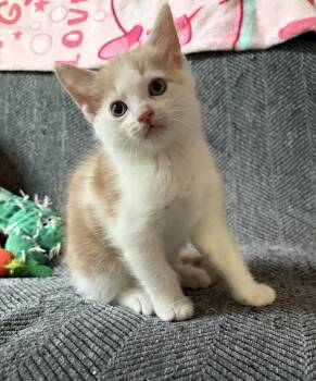 Ralphie -  Domestic Short Hair Cat for Adoption in Rootstown, Ohio - Ralphie | PetCurious