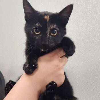 Smudge -  Tortoiseshell Cat for Adoption in Crockett, California - Smudge | PetCurious