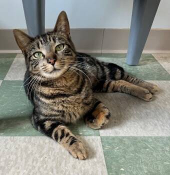 Rescue Domestic Short Hair Cats for Adoption in Willmar, Minnesota - Leo | PetCurious