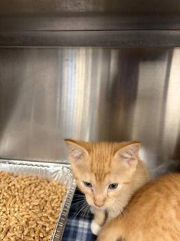 Pumkpin -  Domestic Short Hair Cat for Adoption in Atlanta, Georgia - Pumkpin | PetCurious