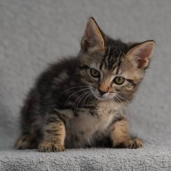 Jenny -  Domestic Short Hair Cat for Adoption in Sunnyvale, California - Jenny | PetCurious