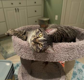 Domestic Short Hair Cats Available for Adoption - Floyd | PetCurious