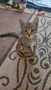 MOE (Moe Moe) -  Tabby and Domestic Short Hair Cat for Adoption in Escalon, California - MOE (Moe Moe) | PetCurious