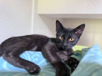 Shane -  Domestic Short Hair Cat for Adoption - Shane | PetCurious