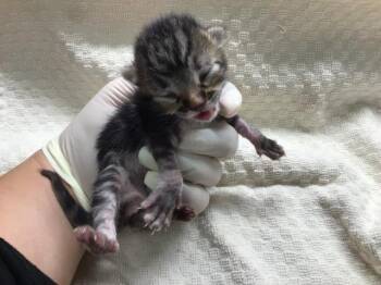 ANDY -  Domestic Short Hair Cat for Adoption in Riverside, California - ANDY | PetCurious