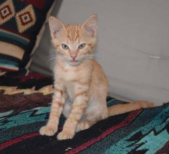 Fall Out Boy -  Domestic Short Hair Cat for Adoption in Tucson, Arizona - Fall Out Boy | PetCurious
