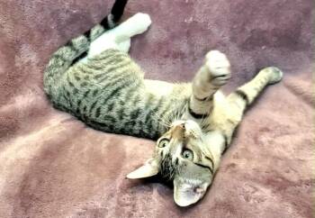 Rescue Domestic Short Hair Cats for Adoption in Gorham, Maine - Rosalina | PetCurious