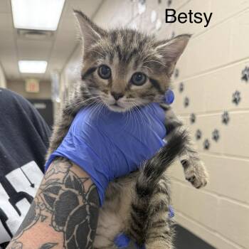Domestic Medium Hair Cats Available for Adoption in Jacksboro, Tennessee - Betsy | PetCurious