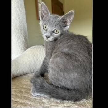 Rainy -  Domestic Short Hair Cat for Adoption in Prescott, Arizona - Rainy | PetCurious